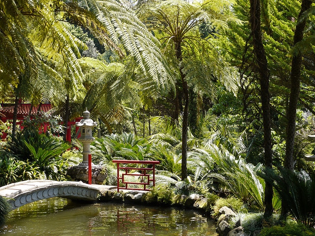Jardin tropical