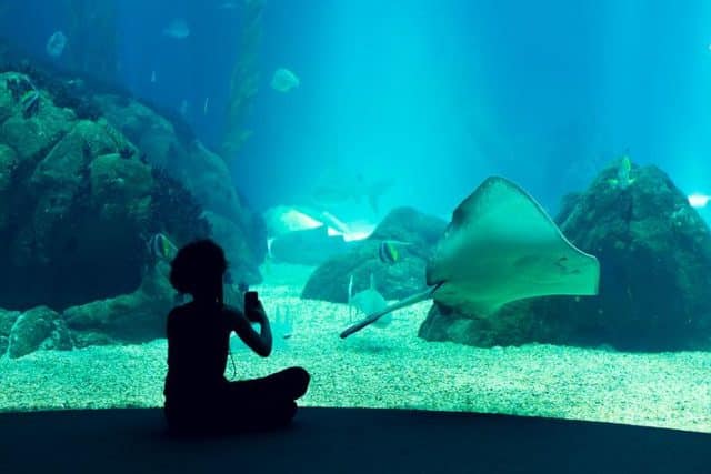 oceanarium-aquarium-Lisbonne-visite pour enfants