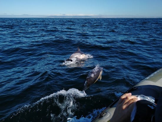 observation dauphins lisbonne