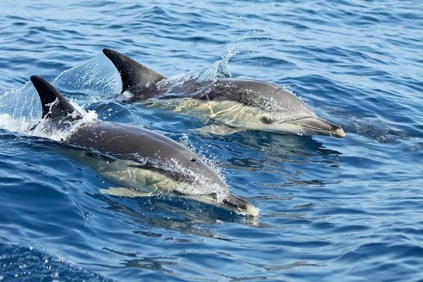 voir dauphins à Lisbonne
