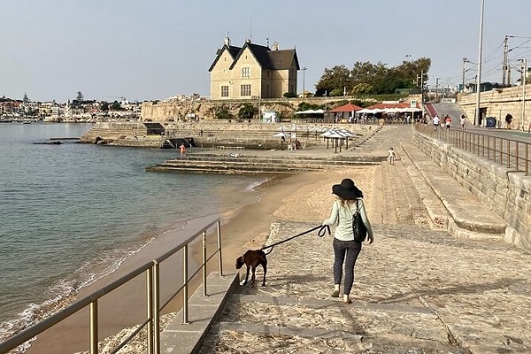 activité lisbonne chien