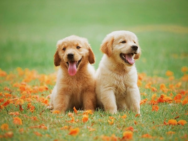 animal de compagnie lisbonne Free golden retriever puppy sitting together image, public domain animal CC0 photo. More: View public domain image source here